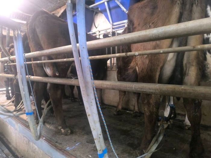 1st lactation cows
