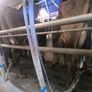1st lactation cows Image 2