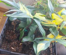 Philodendron Florida Beauty variegated  rooted cutting