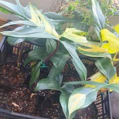 Philodendron Florida Beauty variegated  rooted cutting