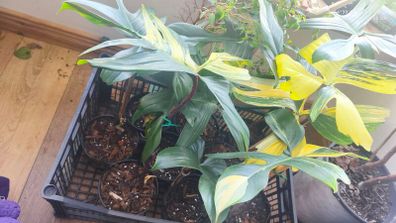 Philodendron Florida Beauty variegated  rooted cutting