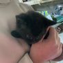 5 kittens Image 4