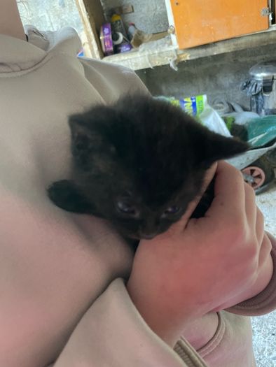 5 kittens