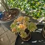 aeonium sweet tea Image 3