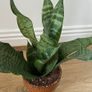 Snake plant, Sansevieria Image 4