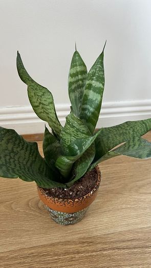 Snake plant, Sansevieria