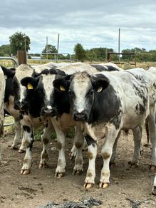15 Belgium blue store bullocks for sale