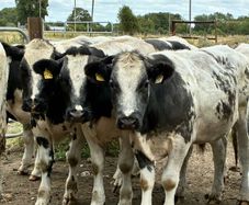 15 Belgium blue store bullocks for sale