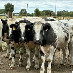 15 Belgium blue store bullocks for sale