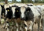 15 Belgium blue store bullocks for sale