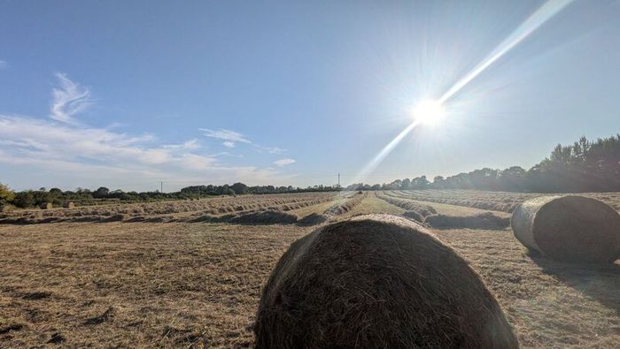Round bales of Hay for Sale