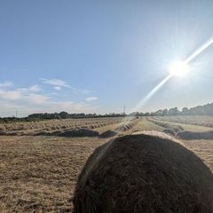 Round bales of Hay for Sale