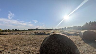 Round bales of Hay for Sale