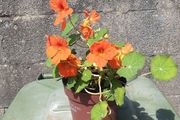 Nestersham plant