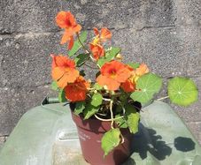 Nestersham plant