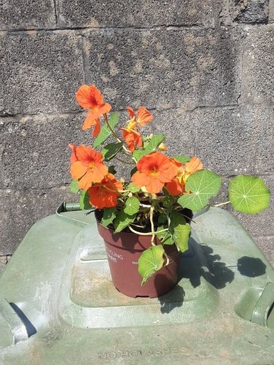 Nestersham plant