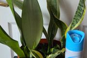Plants set (Sansevieria)