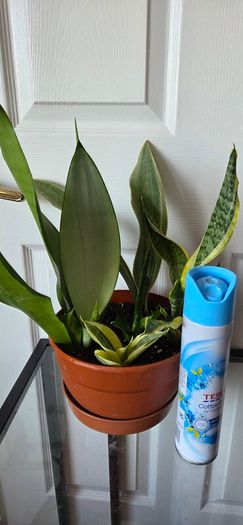 Plants set (Sansevieria)