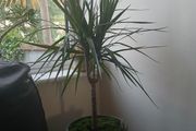 Dragon plant