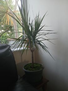 Dragon plant