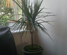 Dragon plant