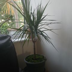 Dragon plant