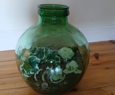 Vintage bottle garden . Green verdi glass.