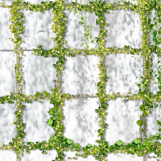 Plant Support,T316 Stainless Steel Trellis for Climbing Plants, Professional System with Wall Brackets 16Holders, 24 m Rope