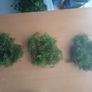 Aquarium plants Image 2