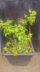 raspberries