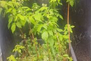 raspberries