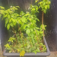 raspberries