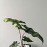 Alocasia Jacklyn Plant Image 2