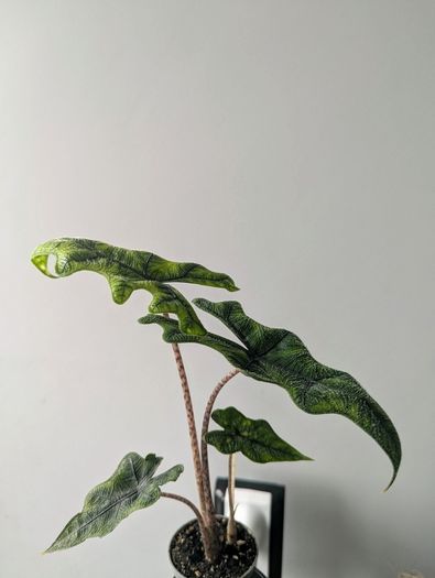 Alocasia Jacklyn Plant