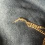 gold chain Image 2
