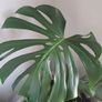 Monstera Image 2
