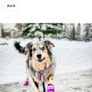 New Qumy Dog Shoes /Boots Image 10