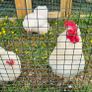 Pekin Bantam Image 3