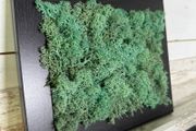 Frame 02- 20x25cm natural moss