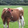 3 Pedigree registered maiden Heifers Image 8