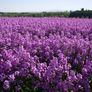 (D) Dames's Rocket seeds 1g (440102) Image 2