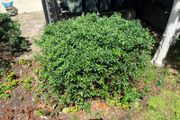 2 established garden shrubs for sale