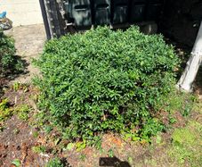 2 established garden shrubs for sale