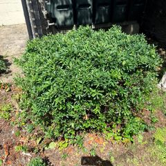 2 established garden shrubs for sale
