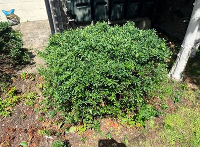 2 established garden shrubs for sale