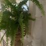 Shabby Chic Display Chair for Plants Dolls Teddies Image 8