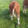 PBR Simmental Weanling Heifer Image 6