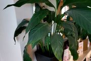Peace lily plant