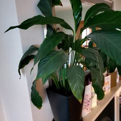 Peace lily plant