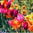 lillyflower